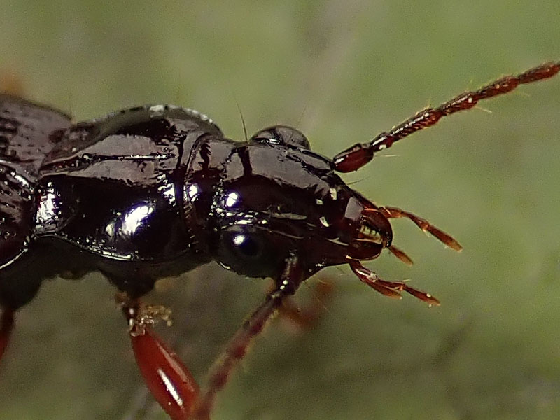 Carabidae da identificare: Patrobus atrorufus